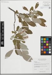 Foto von Salix glauca L.